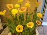 گل شیپوری طلایی